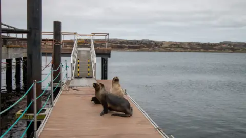 Illustrative image: Falklands